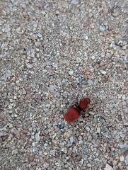 Sphaeropthalma unicolor