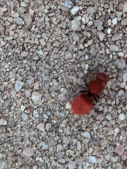 Sphaeropthalma unicolor