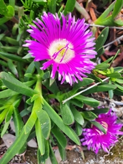 Carpobrotus rossii
