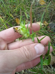 Rhinanthus serotinus