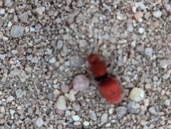 Sphaeropthalma unicolor