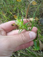 Rhinanthus serotinus