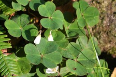 Oxalis oregana