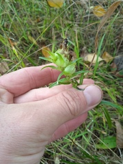 Rhinanthus serotinus