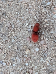 Sphaeropthalma unicolor