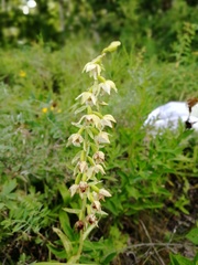 Epipactis helleborine