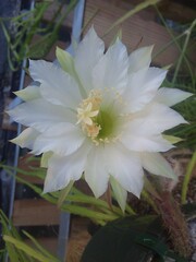 Trichocereus hahnianus