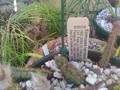 Trichocereus hahnianus