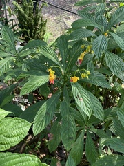 Impatiens apalophylla