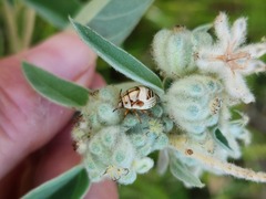 Orsilochides stictica