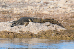 Crocodylus johnstoni