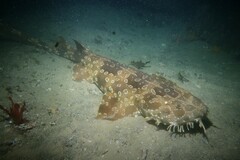 Orectolobus maculatus