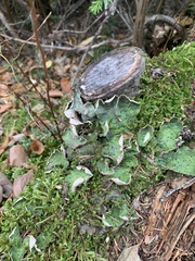 Peltigera aphthosa