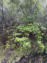 Viburnum luzonicum