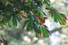 Aesculus hippocastanum