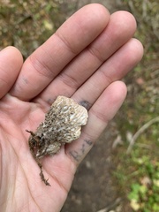 Peltigera aphthosa
