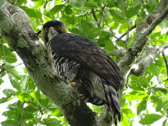 Spizaetus ornatus