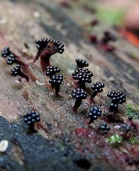 Metatrichia vesparium