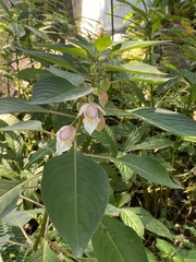 Impatiens parishii