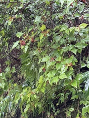 Viburnum luzonicum