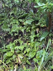 Swertia shintenensis