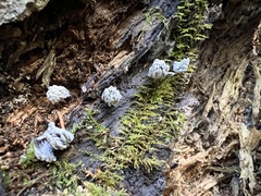 Arcyria cinerea