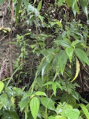 Swertia shintenensis