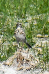 Anthus australis