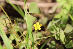 Oxalidaceae