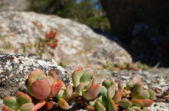 Sedum obtusatum