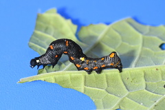 Gonodonta