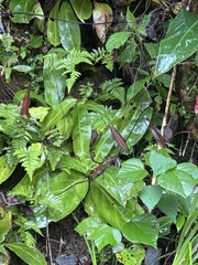 Swertia shintenensis