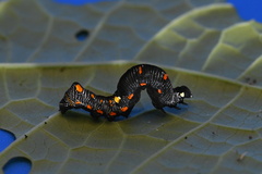 Gonodonta
