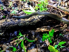 Drymobius margaritiferus