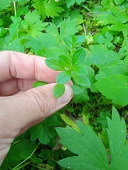 Cerastium pauciflorum