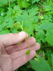 Cerastium pauciflorum
