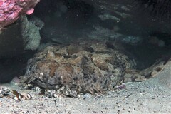 Orectolobus halei