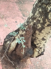 Phyllanthus urinaria