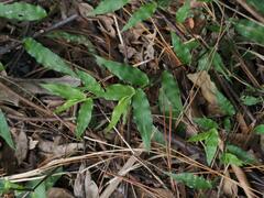 Oplismenus compositus