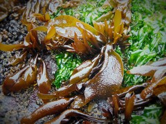 Mazzaella laminarioides