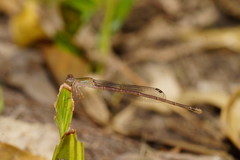 Ceriagrion aeruginosum