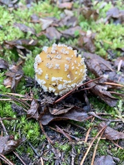 Amanita muscaria