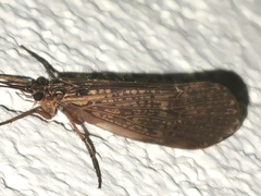 Halesus
