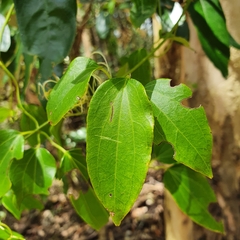 Clematis glycinoides