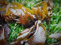 Mazzaella laminarioides