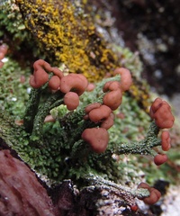 Cladonia peziziformis