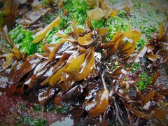 Mazzaella laminarioides