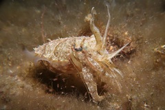 Sepia plangon