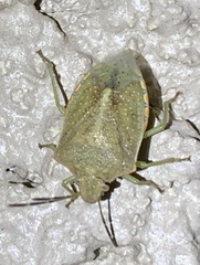 Thyanta custator accerra