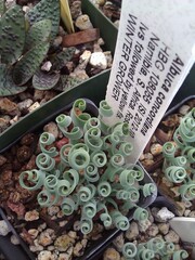 Albuca concordiana